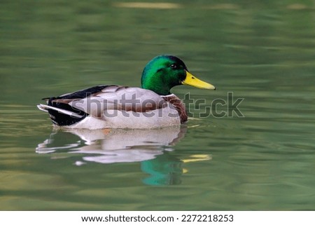 Male mallard duck, portrait of a duck with reflection in clean lake water in Germany. Royalty-Free Stock Photo #2272218253