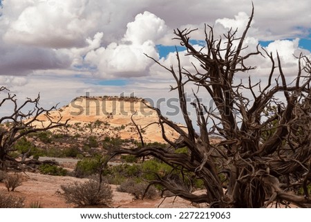 Old dry juniper tree with scenic view of white sandstone summit Aztec Butte located in Island in the Sky District of Canyonlands National Park, San Juan County, Utah, USA. Resembles Pyramid of the Sun