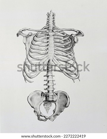 Human skeleton in front on white background.