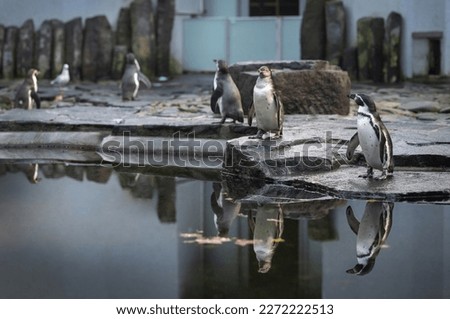 A picture of a Humboldt penguins at the Prague Zoo.