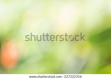 green bokeh from tree, green background