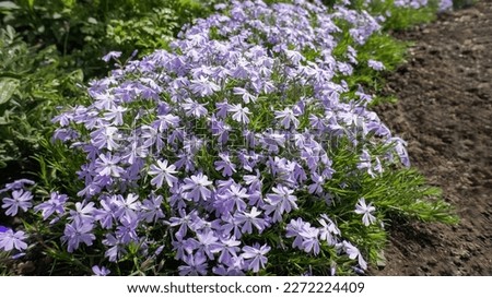 Phlox subulate or Creeping moss Phlox blue small flowers in the garden design. Royalty-Free Stock Photo #2272224409