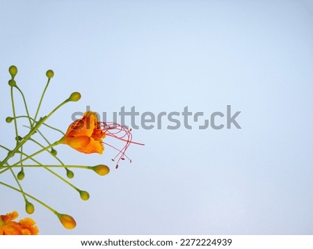 Caesalpinia pulcherrima flowers isolated on white background. The most common names are: peacock flower, mexican bird of paradise, dwarf poinciana, pride of Barbados, garden flamboyant.
