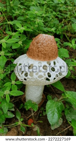 Rural Village Mushroom Wallpaper. Mushroom Picture