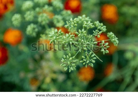 Parsley inflorescence on a blurred background. Ripening parsley seeds for publication, design, poster, calendar, post, screensaver, wallpaper, card, banner, cover, website. High quality photography