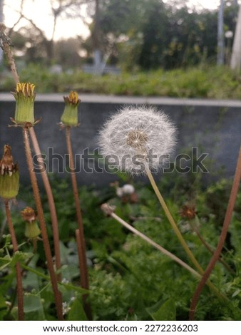 Flower picture of nature in gurden 