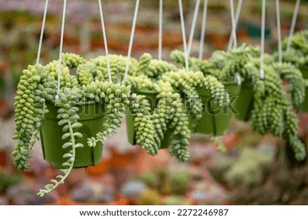 Sedum morganianum, the donkey tail or burro's tail, is a species of flowering plant in the family Crassulaceae, native to southern Mexico. 