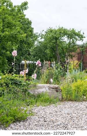 Hollyhocks grow over a concrete wall overgrown with ivy and steel reinforcement. a wild garden on an abandoned industrial site in Hamburg. The vegetable patch is tended by volunteers. River pebbles.