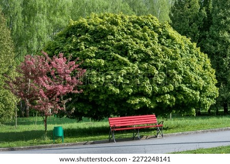 Apple tree Malus niedzwetzkyana Blossom Pathway in a Beautiful Landscape Garden