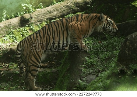 a Sumatran tiger standing on a log