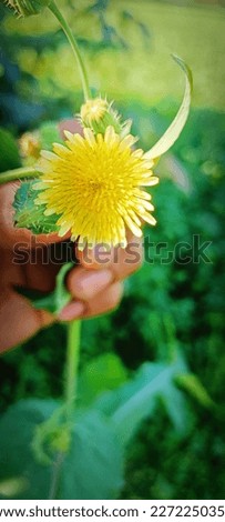 This is a yellow colour flower, it's a good image,