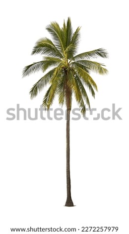 Coconut palm tree isolated on white background with clipping path.	
