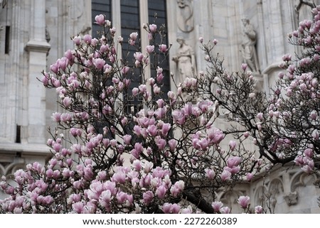 Pink magnolia tree on the background of the cathedral of Milan