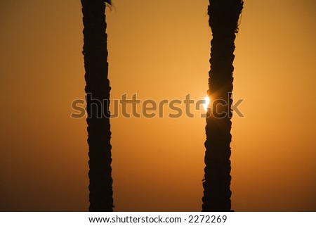 sunset  near Oasis in Sahara, in Africa