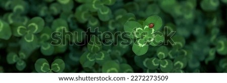 Unique find of a rare lucky four leaf clover with a little red ladybug or ladybird insect. Symbolizing luck, fortune, and prosperity.