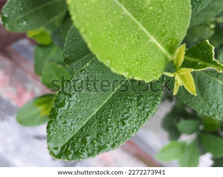 Natural water drops are small, spherical or elongated masses of liquid water that form due to the condensation of water vapor in the atmosphere. Water drops can be found on surfaces such as leaves. Royalty-Free Stock Photo #2272273941