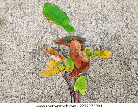 withered leaves, such as Giant Elephant Ear ,Caladium bicolor on the concrete floor 