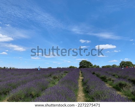 Mayfield Lavender Farm, Banstead Picture Beautiful lavender fields