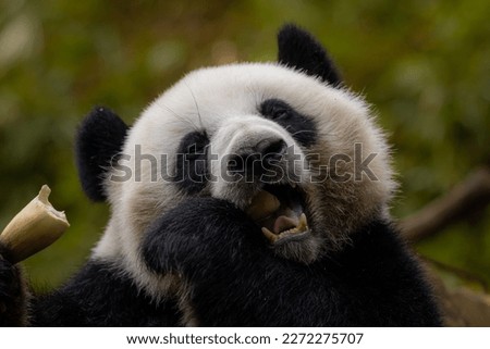 Hungry giant panda bear eating bamboo and bamboo leaf.