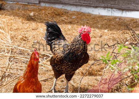 Vibrant rooster and red hen roaming on the farm. Picture perfect for farm life, agriculture, and natural beauty stock photography.