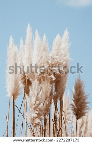 Pampas Grass is widely used for garden decoration, when for interior decoration, and also in the form of printed pictures.
