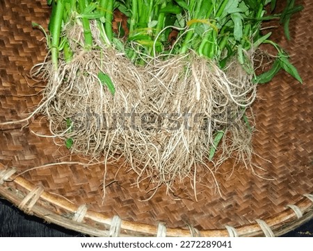 Water Spinach (Ipomoea Aquatica) Roots