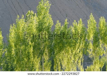 beautiful landscape with green trees and blue sky, mountains in the background at Ladakh, in the Indian Himalayas.