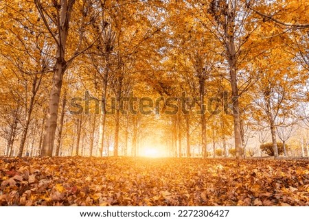 Autumn maple leaf forest color picture