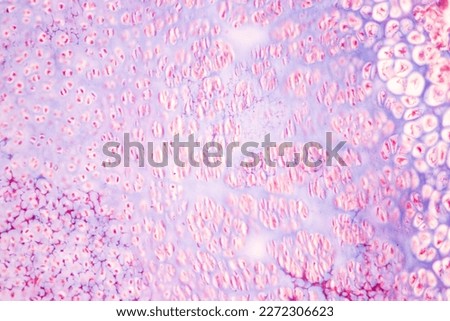 Characteristics Tissue of Skin from finger Human and Nail development finger of Human under the microscope in Lab. Royalty-Free Stock Photo #2272306623