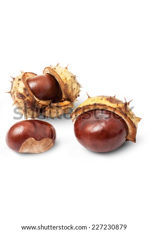 Autumn horse chestnuts on white background