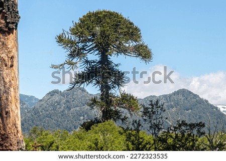 forest araucarias araucania chile, nature. Royalty-Free Stock Photo #2272323535