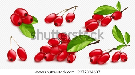 Isolated realistic 3d barberry, goji plant in vector. Fresh berberis branch element for organic culinary jam decoration with wild twig. Botanical vegetarian exotic condiment and vitamin source. Royalty-Free Stock Photo #2272324607
