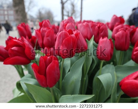 Beautiful pink and red tulips bloom at Museumplein in Amsterdam during spring 