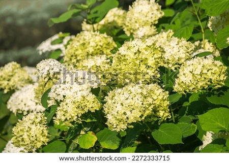 Lush white and yellow hydrangea flowers in summer. White and yellow flowers with blurred background. Hydrangea arborescens, commonly known as smooth hydrangea, wild hydrangea, sevenbark, sheep flower