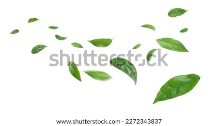 Green leaves flying in the air isolated on white background.Day of clean air. Royalty-Free Stock Photo #2272343837
