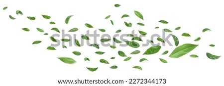 Green leaves flying in the air isolated on white background.Day of clean air. Royalty-Free Stock Photo #2272344173