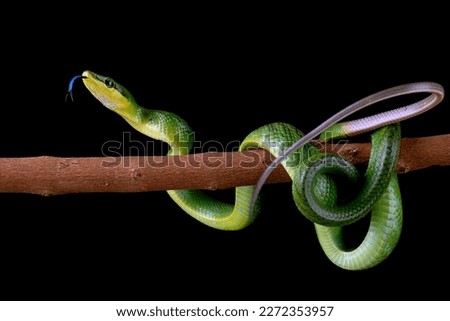 The red-tailed green ratsnake (Gonyosoma oxycephalum, also known as arboreal ratsnake and red-tailed racer) is a species of snake found in Southeast Asia.