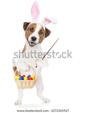 Jack russell terrier puppy wearing easter rabbits ears holds basket of painted eggs in it paw and points away on empty space. Isolated on white background