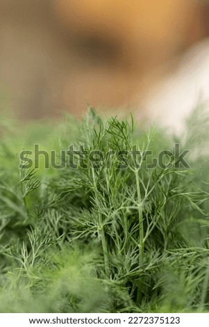 dill herb, macro photo with soft focus