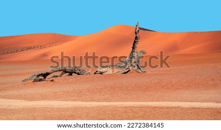 Dead trees in Dead Vlei - Sossusvlei, Namib desert, Namibia 