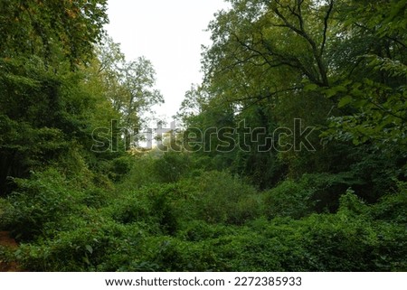 Lush forest view. Carbon net zero or Earth Day concept background photo. Green leaves of trees and sky.