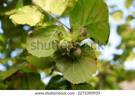 Beautiful young hazelnut on a branch with green leaves Royalty-Free Stock Photo #2272390939