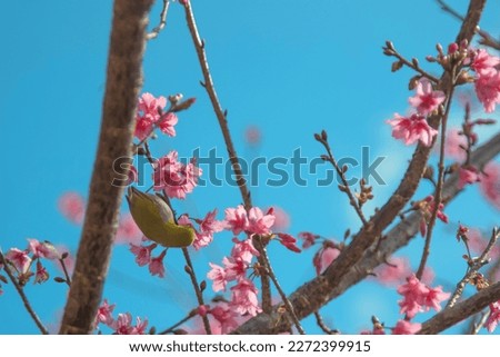 Cherry trees in full bloom on a tree-lined avenue and bird eat nectar from pollen with a sky in the spring background.