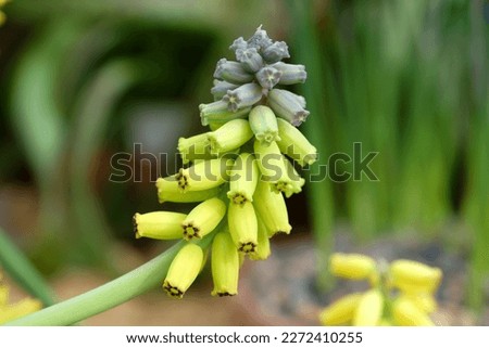 Muscari macrocarpum 'Golden Fragrance' in flower. Royalty-Free Stock Photo #2272410255