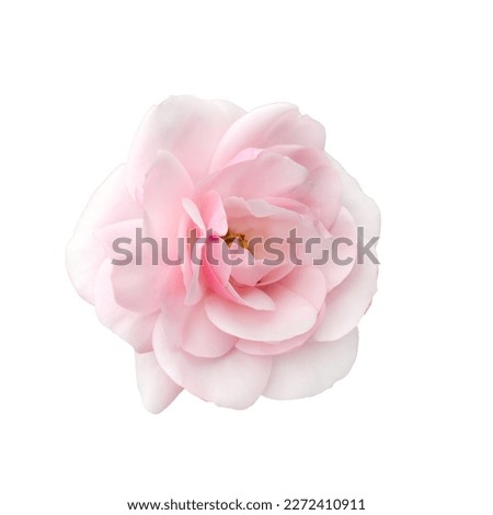 Fresh beautiful pink rose isolated on a white background Royalty-Free Stock Photo #2272410911