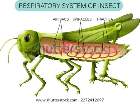 Respiratory System of Insect Diagram illustration Royalty-Free Stock Photo #2272412697