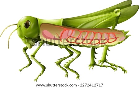 Grasshopper respiratory system diagram illustration Royalty-Free Stock Photo #2272412717