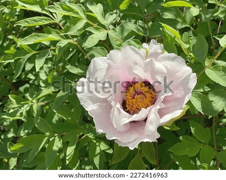 Flower Peony tree with pink petals in green leaves.
