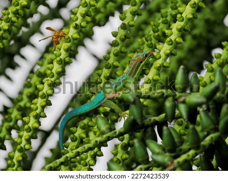 Vibrant turquoise colored ornate day Gecko licking in drupe of palm tree 