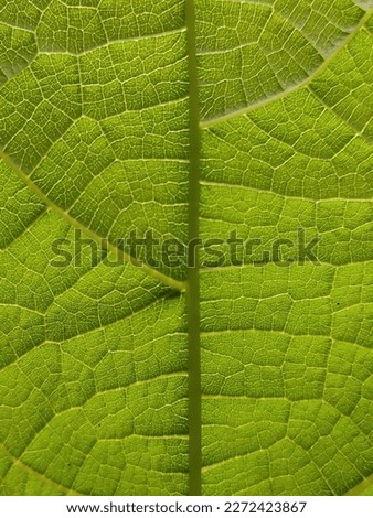 sukoharjo, Indonesia, the texture of the leaves, green in color, has an interesting motif, in Indonesia it is called BIDARA leaves

